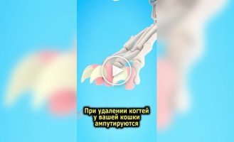 Последствия удаления когтей у кошек