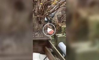 Охота удалась