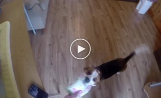Собака помогает сменить подгузник