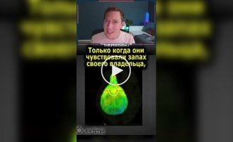 Собаки действительно любят своих хозяев