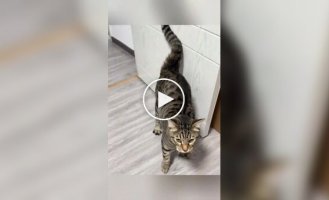 З життя котів