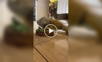 Реакция кошек на игуану