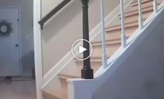 Careless dog fell down the stairs