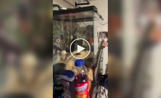 Питон и крыса неожиданно «подружились» и стали жить вместе