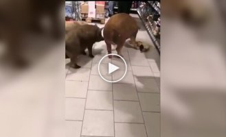 The piglets got drunk on alcohol in the store