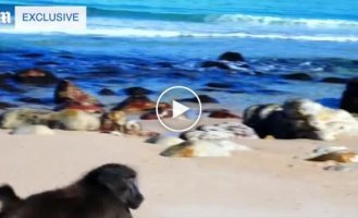 Необычный воришка на пляже в ЮАР