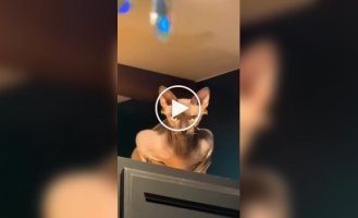 Добірка котів-шпигунів