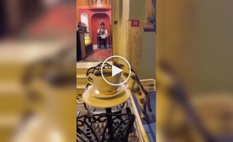 Тварини (короткі відео). Випуск 88