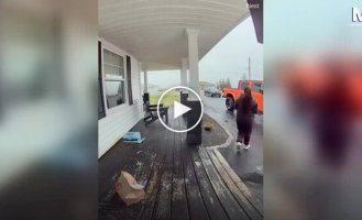 Ворона перехватила доставку еды