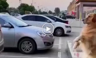 Why parking sensors if you have a dog