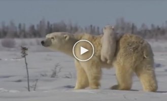 Медведица гуляет со своими детьми