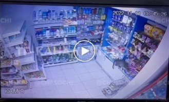 In Sochi, a sly cat stole a package of food from the store