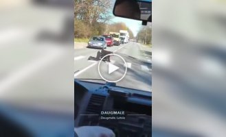 Латыш переползает дорогу
