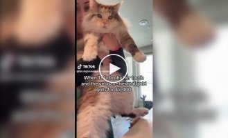 A tooth for 5 thousand dollars: the owner chose a gold crown for her cat