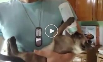 Милый котенок пьет молоко