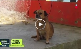 Пес обожает серфинг