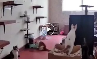 Внезапная кошачья паника