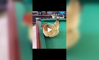 Chicken warms up billiard balls