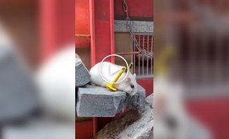 Втеча хом'яка із в'язниці