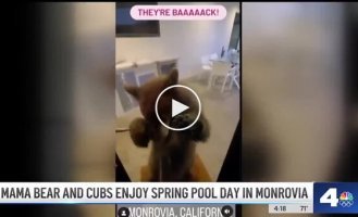 The mother bear brought her cubs to swim in the pool of someone else's house