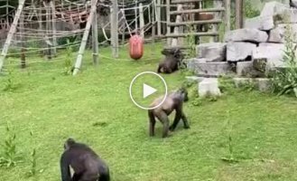 A male gorilla saved a baby, which was almost crushed by females in the heat of battle