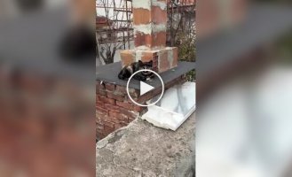 Кошка с причудливым окрасом шерсти