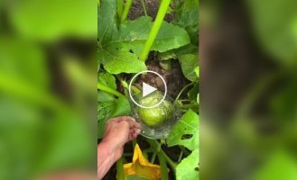 Vegetable horror: zucchini with human faces and not only