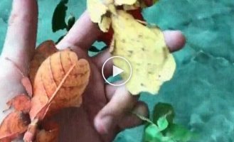 Филиппинская листовидка