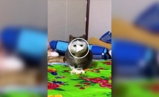 Редкие окрасы кошек