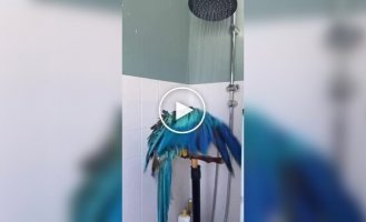 Parrot sings in the shower