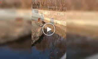 Маленькая обезьянка преподала урок посетителям зоопарка