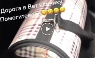 Кот просит о помощи во время поездки в ветеринарную клинику