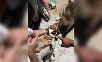 Як господарі собак хитрують, щоб дати тваринам ліки