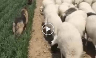 Нельзя это есть! Немецкие овчарки контролируют баранов