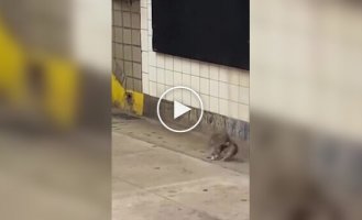 Эпичную драку крыс засняли в метро Нью-Йорка