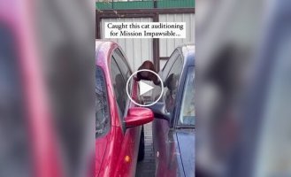 Кот продемонстрировал акробатические способности