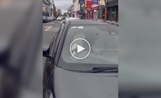 В Ирландии песик запрыгнул на водительское сиденье и безостановочно сигналил, ожидая хозяина