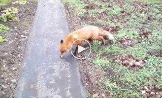 Неожиданный гость на даче