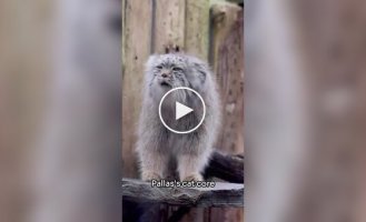 From the life of Pallas's cats