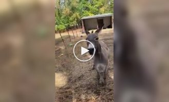 Favorite toy: Donkey was given a chicken