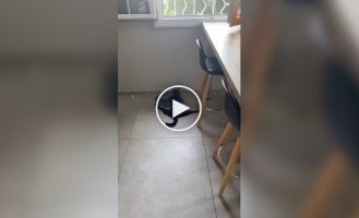 A cat sat on the splits during a meal