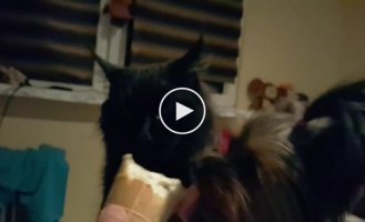 Собака и кот кушают мороженое
