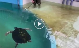 Интересный факт о черепахах