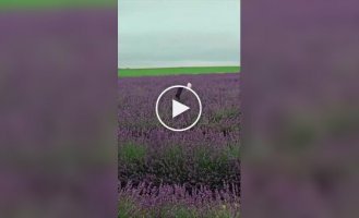 Cats in a lavender field