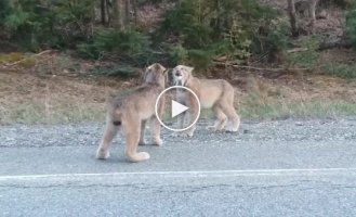 Две рыси почти по-человечески поорали друг на друга во время спора