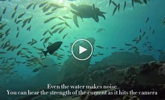 Аквалангісти спеціально залишили камеру на дні океану, показавши красу підводного світу