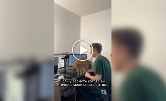 Котяча лежанка, яка кріпиться до стола