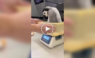 Японский океанариум показал, как взвешивают детеныша королевского пингвина