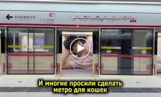 Житель Китаю чотири місяці будував станцію метро для котів