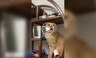 Странные видео (короткие видео). Выпуск 31